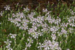 Eastern fringed catchfly